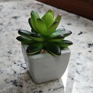 Green and White Succulent in Pot